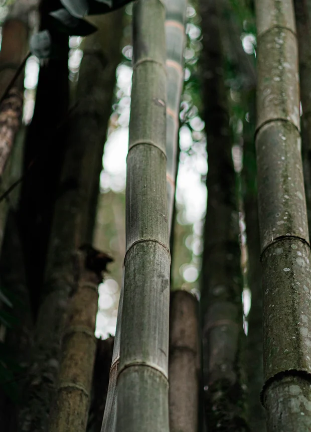 Bambu